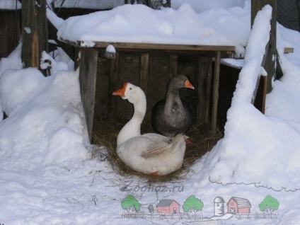Зміст гусей взимку в домашніх умовах фото і відео