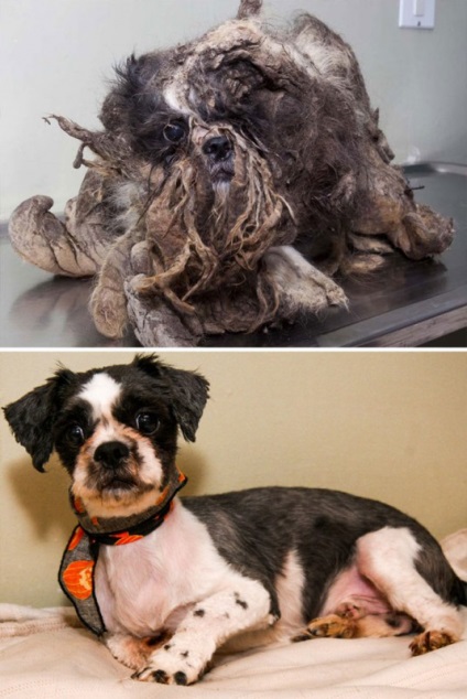 До і після несамовиті приклади перевтілення собак, які знайшли люблячих господарів - новини в