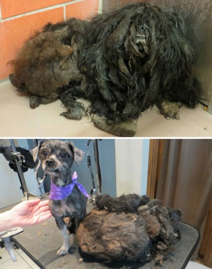 До і після несамовиті приклади перевтілення собак, які знайшли люблячих господарів - новини в