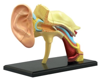 Цікаві факти про вуха людини