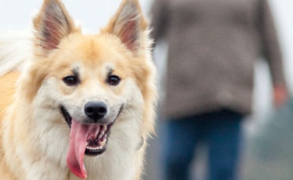 Корми для собак вибір кращого - доставка в россию