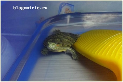 Червоновуха черепаха утримання та догляд в домашніх умовах