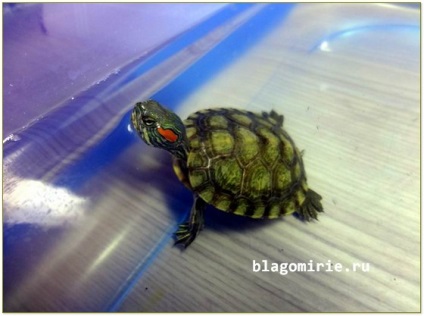 Червоновуха черепаха утримання та догляд в домашніх умовах