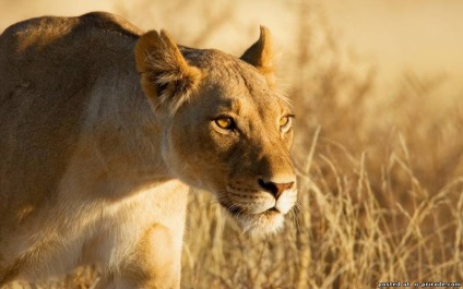 Дуже цікаві факти про левів - 30 фото - картинки - фото світ природи