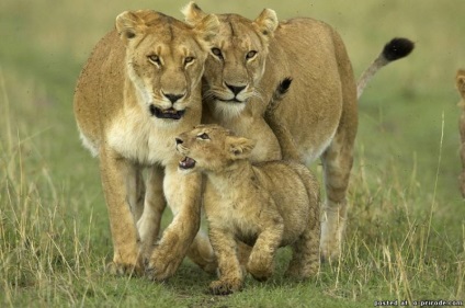 Дуже цікаві факти про левів - 30 фото - картинки - фото світ природи