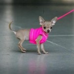 Синдром маленької собаки, статті про чихуахуа