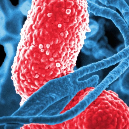 Стійкість до антибіотиків чому бактерії стають все більш живучими, журнал популярна