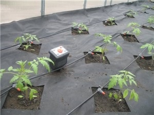 Крапельний полив в теплиці - вирощування конопель, марихуани, канабісу у відкритому грунті