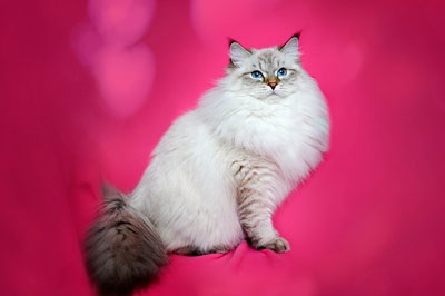 Наші кішки - розплідник сибірських (невських маскарадних) кішок цар-кішка