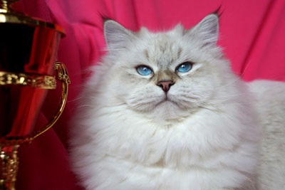 Наші кішки - розплідник сибірських (невських маскарадних) кішок цар-кішка