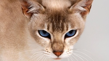 Шпалери кіт, кішка, тварина, шерсть сіра кішка з жовтими очима
