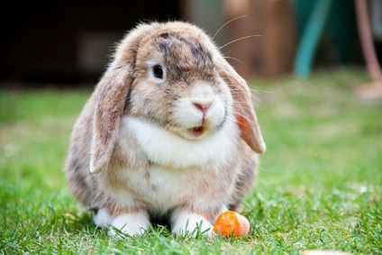 Ожиріння у кроликів