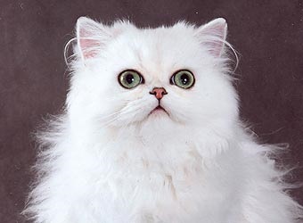 Перська - клуб любителів кішок аліса-бест ярославль