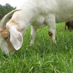 Чому коза їсть деревне вугілля і землю