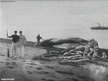 Найбільший кальмар в світі, kykyryzo