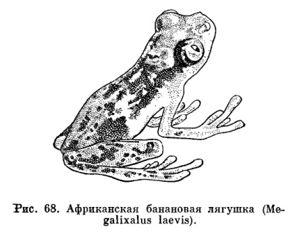 Сімейство Веслоногі (polypedatidae) - це