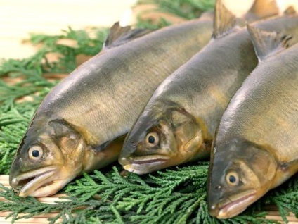 В яку рибу найбільше фосфору - де міститься фосфор - здорове харчування