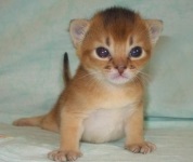 Абиссинская кішка фото, ціни, характер, відгуки, забарвлення, купити кошенят абіссінської породи, кішки -