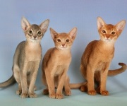 Абиссинская кішка фото, ціни, характер, відгуки, забарвлення, купити кошенят абіссінської породи, кішки -