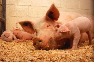 Антибіотики для свиней - основа для зростання і розвитку - клуб любителів хрюш