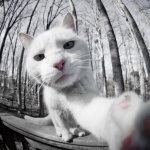 Фото котів, прикольні фотографії з котами і кішками