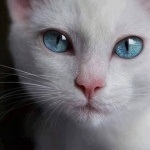 Фото котів, прикольні фотографії з котами і кішками