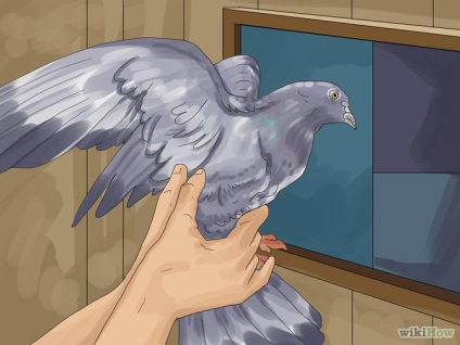 Як навчити поштового голуба