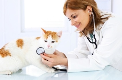 Як вилікувати кошеня в домашніх умовах від проносу - кон'юнктивіт у кішки симптоми і лікування,