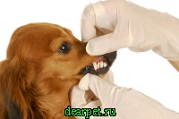 Стоматит у собак, фото, причини виникнення, види захворювання стоматиту, діагноз і лікування