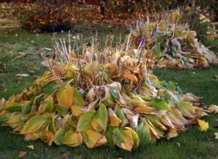 Догляд за хризантемами восени підготовка до зими