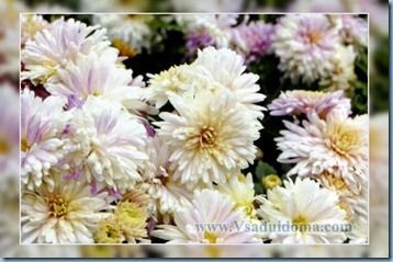 Хризантеми (фото) - догляд, красиві сорту, прищіпка і підготовка до зими, сайт про сад, дачі і