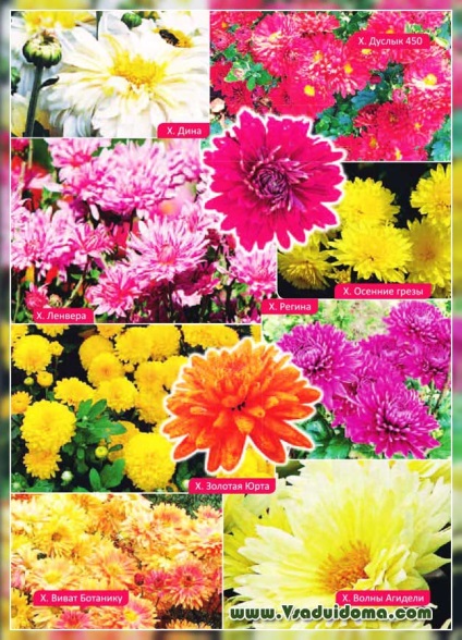Хризантеми (фото) - догляд, красиві сорту, прищіпка і підготовка до зими, сайт про сад, дачі і