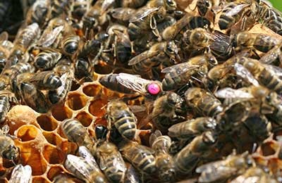Журнал бджільництво - чи треба обмежувати яйцекладку матки