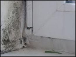Deteriorarea pereților prin ciuperci și mucegai