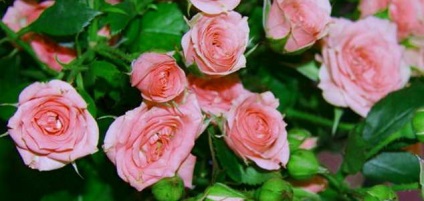 Чайна троянда - корисні властивості - рецепт варення з троянди, лікарські рослини і трави
