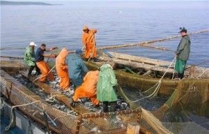 Екологічні проблеми Чорного моря