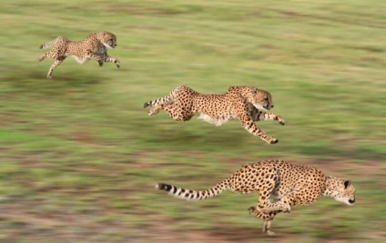 Гепард - найшвидший хижак на землі
