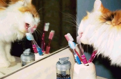 Чи потрібно чистити зуби кішкам і собакам кішки шоу