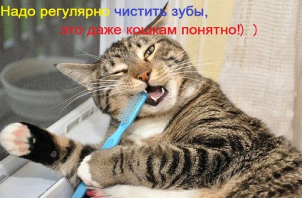 Чи потрібно чистити зуби кішкам і собакам кішки шоу