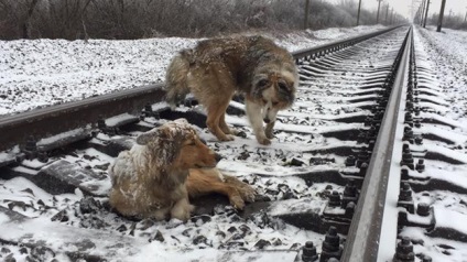 Заради порятунку подруги від холоду пес два дні лягав під поїзд