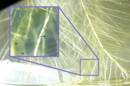 Розмноження креветки амано (caridina japonica) - креветки - безхребетні - каталог статей - місто