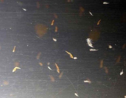 Розмноження креветки амано (caridina japonica) - креветки - безхребетні - каталог статей - місто