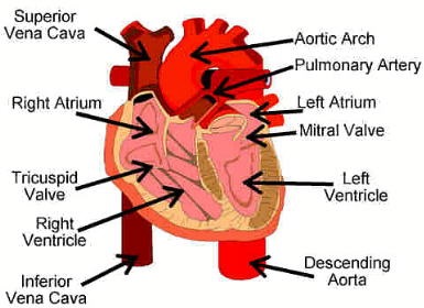 Система органів кровообігу, серце, кровоносна система, велике коло кровообігу, малий