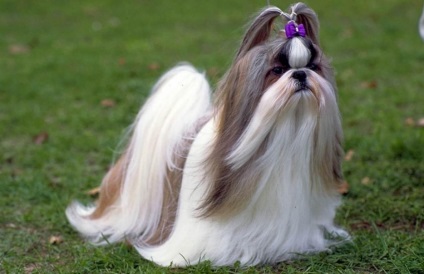 18 Порід собак з найпишнішими - волоссям