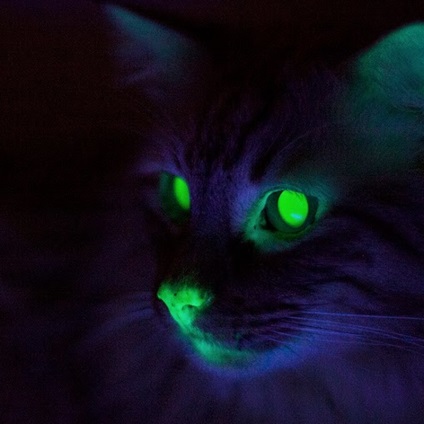 Флуоресцентні кішки і ще 9 дивних експериментів з ДНК, журнал популярна механіка