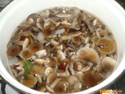 Мариновані опеньки - рецепт з фото приготування грибів