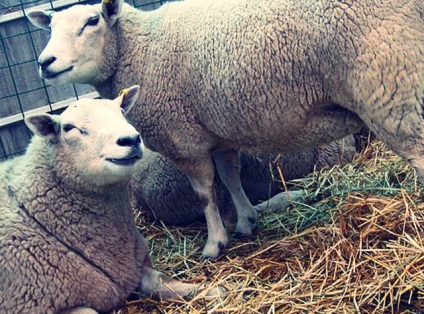 Вівці породи тексель - опис, фото і відео