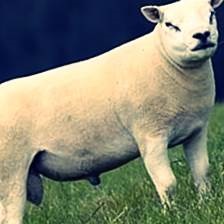 Вівці породи тексель - опис, фото і відео