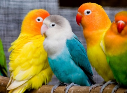 Папуги нерозлучники будинку утримання та догляд, наші пташки