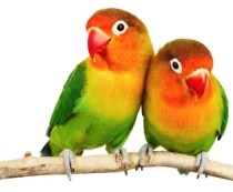 Папуги нерозлучники будинку утримання та догляд, наші пташки